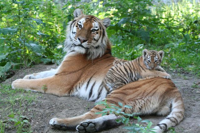 Tijger (Panthera Tigris) - Wild Cats Magazine